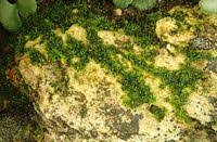 Attēlu rezultāti vaicājumam “Gyroweisia tenuis”