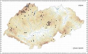 Attēlu rezultāti vaicājumam “Carex dioica”