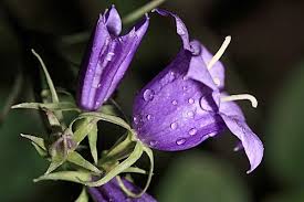 Image result for Campanula affinis