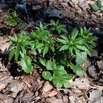 Attēlu rezultāti vaicājumam “Ranunculus cassubicus leaf”