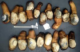 Image result for geoduck