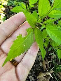 Attēlu rezultāti vaicājumam “Bidens frondosa leaf”