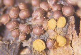 Attēlu rezultāti vaicājumam “Perichaena corticalis”