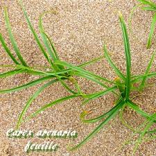 Attēlu rezultāti vaicājumam “Carex arenaria  fruit”