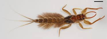 Attēlu rezultāti vaicājumam “Aphrophoridae imago”