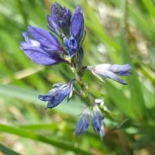 Attēlu rezultāti vaicājumam “Polygala vulgaris leaf”