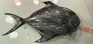 Image result for Eumegistus illustris