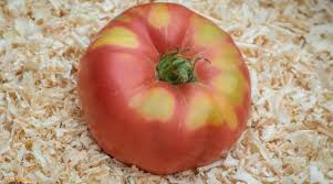 Afbeeldingsresultaat voor stump of the world tomato
