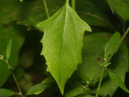 Attēlu rezultāti vaicājumam “Atriplex patula leaf”