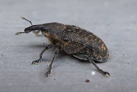 Attēlu rezultāti vaicājumam “Larinus sp.”