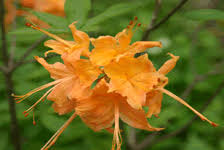 Attēlu rezultāti vaicājumam “Rhododendron calendulaceum”