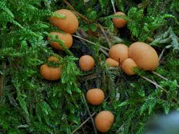 Attēlu rezultāti vaicājumam “Lycogala leopardinum macro”