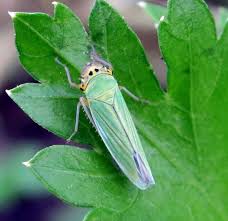 Attēlu rezultāti vaicājumam “Cicadella viridis”