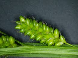 Attēlu rezultāti vaicājumam “Carex pallescens”