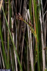 Attēlu rezultāti vaicājumam “Juncus balticus”
