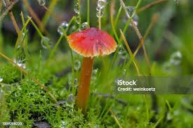 Attēlu rezultāti vaicājumam “Arrhenia spatulata”