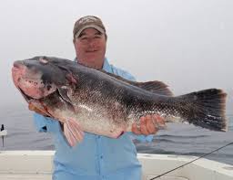 Image result for Tautoga onitis