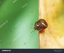 Attēlu rezultāti vaicājumam “Cribraria cancellata macro”