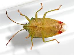 Attēlu rezultāti vaicājumam “Elasmostethus interstinctus nymph”