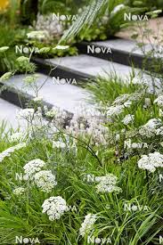 Attēlu rezultāti vaicājumam “Cenolophium denudatum”