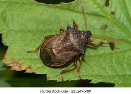 Attēlu rezultāti vaicājumam “Picromerus bidens”