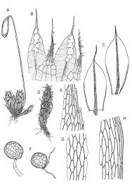 Attēlu rezultāti vaicājumam “Bryum capillare”