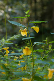 Attēlu rezultāti vaicājumam “Impatiens noli-tangere”
