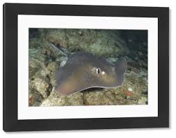 Image result for Dasyatis chrysonota