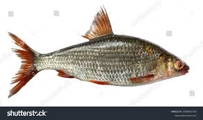 Image result for Rutilus heckelii