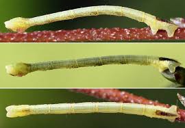 Attēlu rezultāti vaicājumam “Electrophaes corylata”