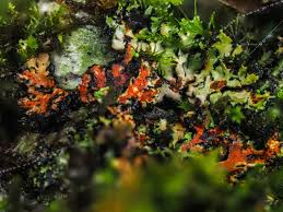 Attēlu rezultāti vaicājumam “Stemonitis pallida var. rubescens”