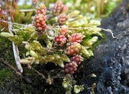 Attēlu rezultāti vaicājumam “Serpoleskea subtilis”