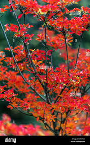 Attēlu rezultāti vaicājumam “Enkianthus campanulatus”