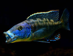 Attēlu rezultāti vaicājumam “Tritomaria exsecta macro”