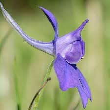 Attēlu rezultāti vaicājumam “Consolida regalis”