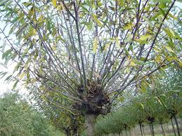 Attēlu rezultāti vaicājumam “Salix daphnoides”