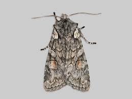 Attēlu rezultāti vaicājumam “Lithophane furcifera”