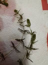 Attēlu rezultāti vaicājumam “Chara aspera male”