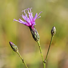 Attēlu rezultāti vaicājumam “Serratula tinctoria flower”