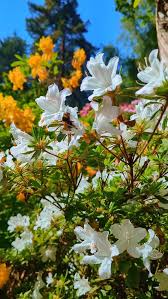 Attēlu rezultāti vaicājumam “Rhododendron sichotense flower”