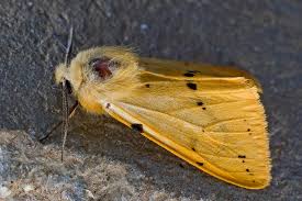 Attēlu rezultāti vaicājumam “Spilosoma lutea”