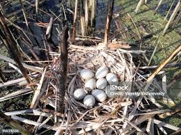 Attēlu rezultāti vaicājumam “Fulica atra nest”