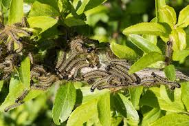 Attēlu rezultāti vaicājumam “Malacosoma neustria”