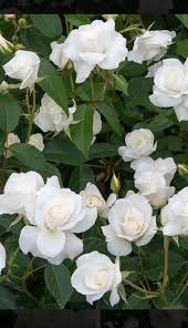 「アイスバーグ」の画像検索結果