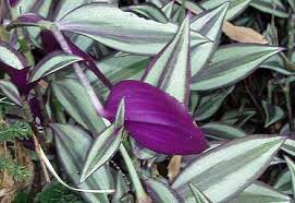 Attēlu rezultāti vaicājumam “Commelinaceae”