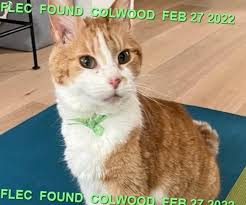 Image result for cat found