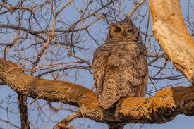 Attēlu rezultāti vaicājumam “Strigiformes”