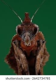 Attēlu rezultāti vaicājumam “Paracorymbia maculicornis imago”