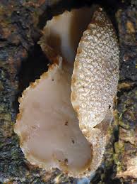 Attēlu rezultāti vaicājumam “Peziza varia”