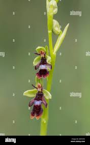 Attēlu rezultāti vaicājumam “Ophrys insectifera leaf”